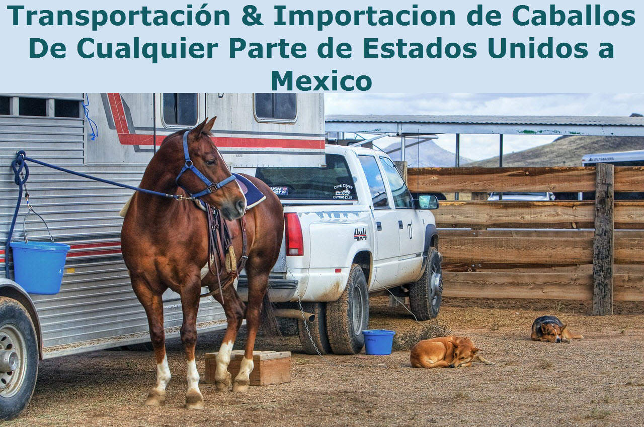 Transportacion e Importacion de Caballos de Estados Unidos  A Mexico