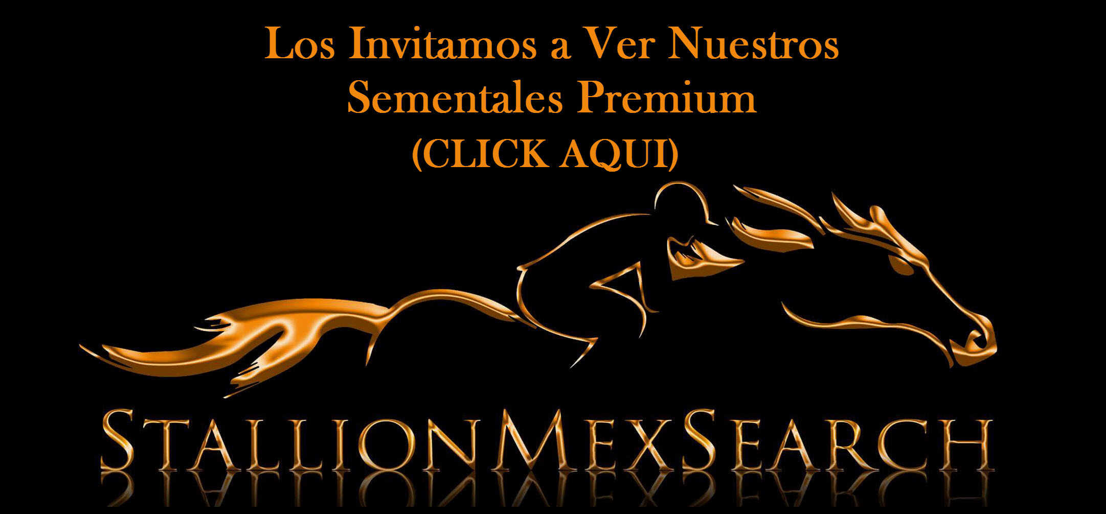 Sementales Premium | StallionMexSearch