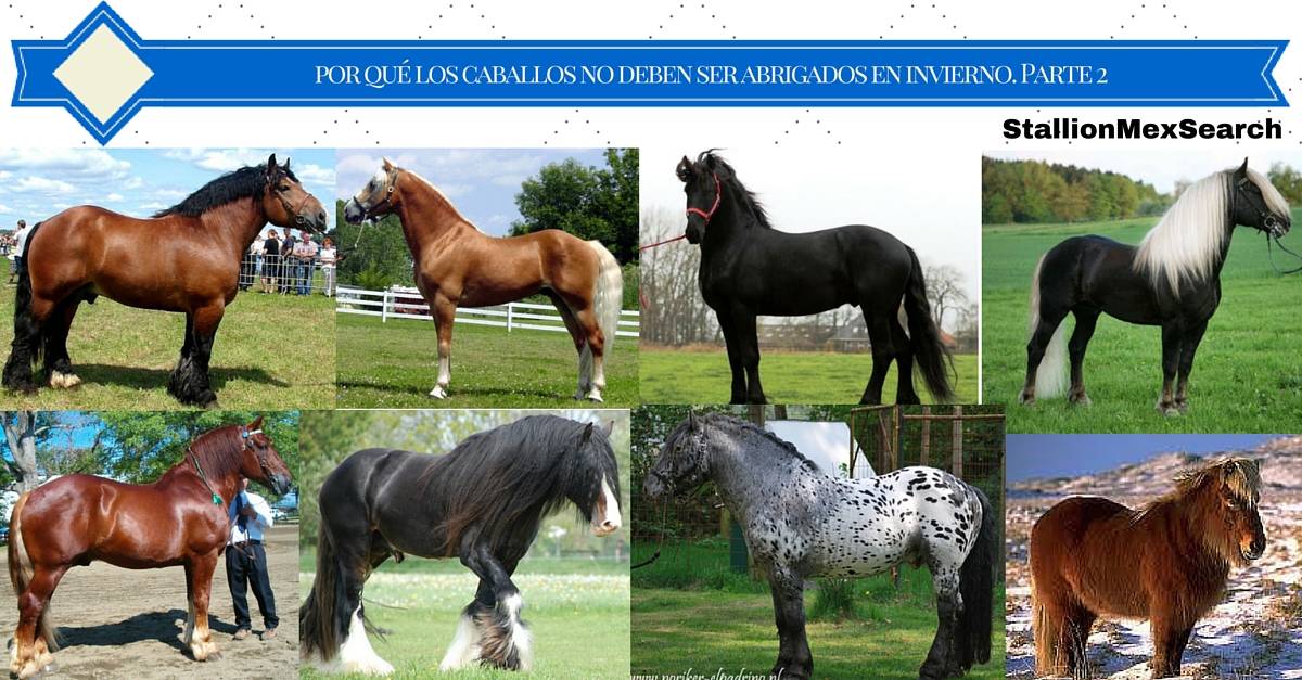 por qué los caballos no deben ser abrigados en invierno Parte 2 | StallionMexSearch