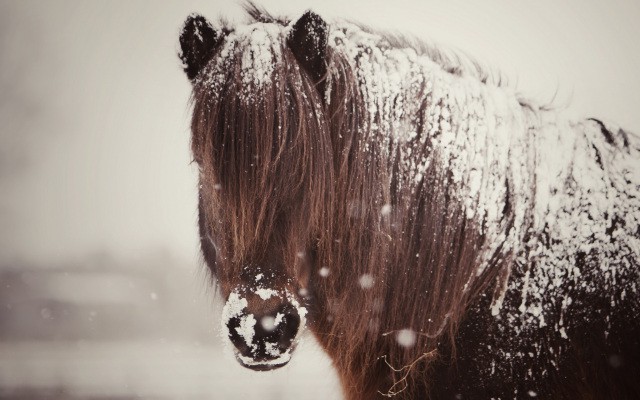 Capa de Nieve en caballos
