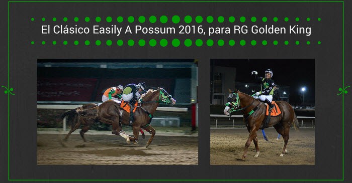El Clásico Easily A Possum 2016, para RG Golden King | StallionMexSearch