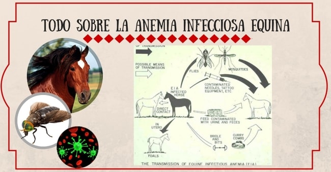 Anemia Infecciosa Equina | StallionMexSearchAnemia Infecciosa Equina | StallionMexSearch